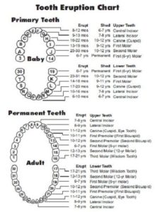 20+ Free Printable Dental Chart Forms & Templates (PDF) » Template Republic