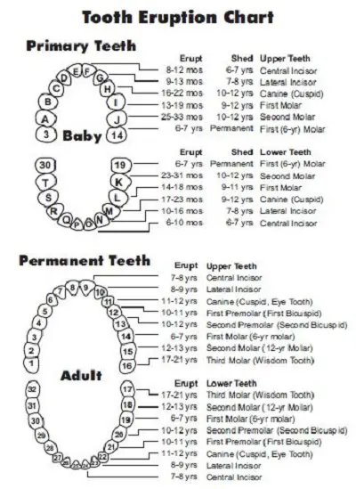 dental charting form