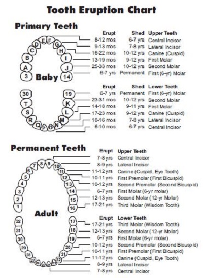 Dental Chart Template Free