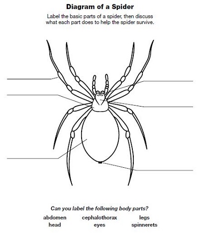 spider diagram template