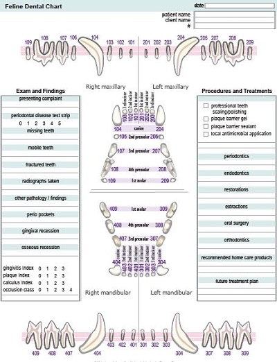 52 Best Images Feline Dental Chart Download Adult Dental Chart 