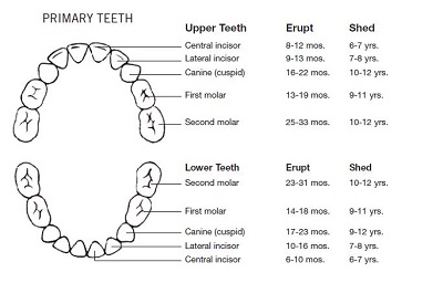 printable dental charting forms