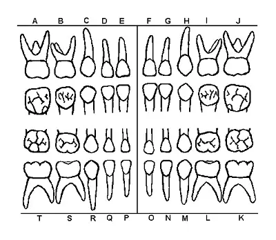 teeth number chart for adults