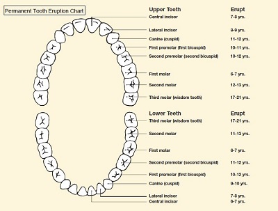 charting teeth practice