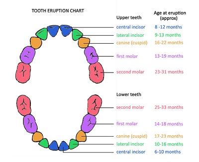 blank tooth chart
